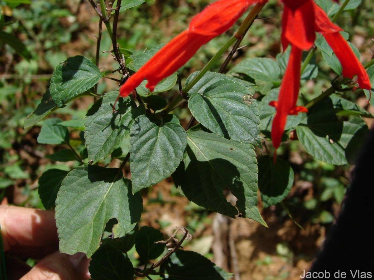 Salvia splendens Sellow ex Nees